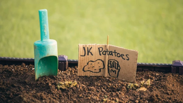 students growing potatoes in the garden of the international school of qingdao